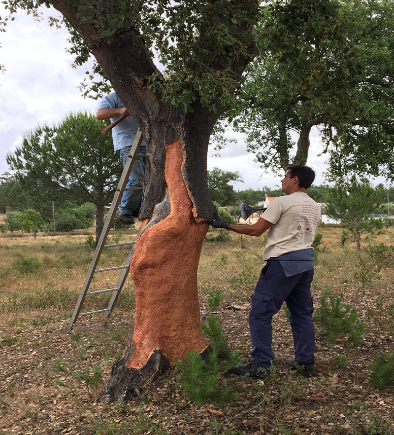 軟木走進(jìn)家居，生活體驗(yàn)全面升級(jí) 圖片5