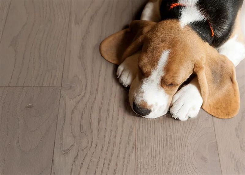 居家摯愛進口地板，優(yōu)雅永不過時 圖片 9