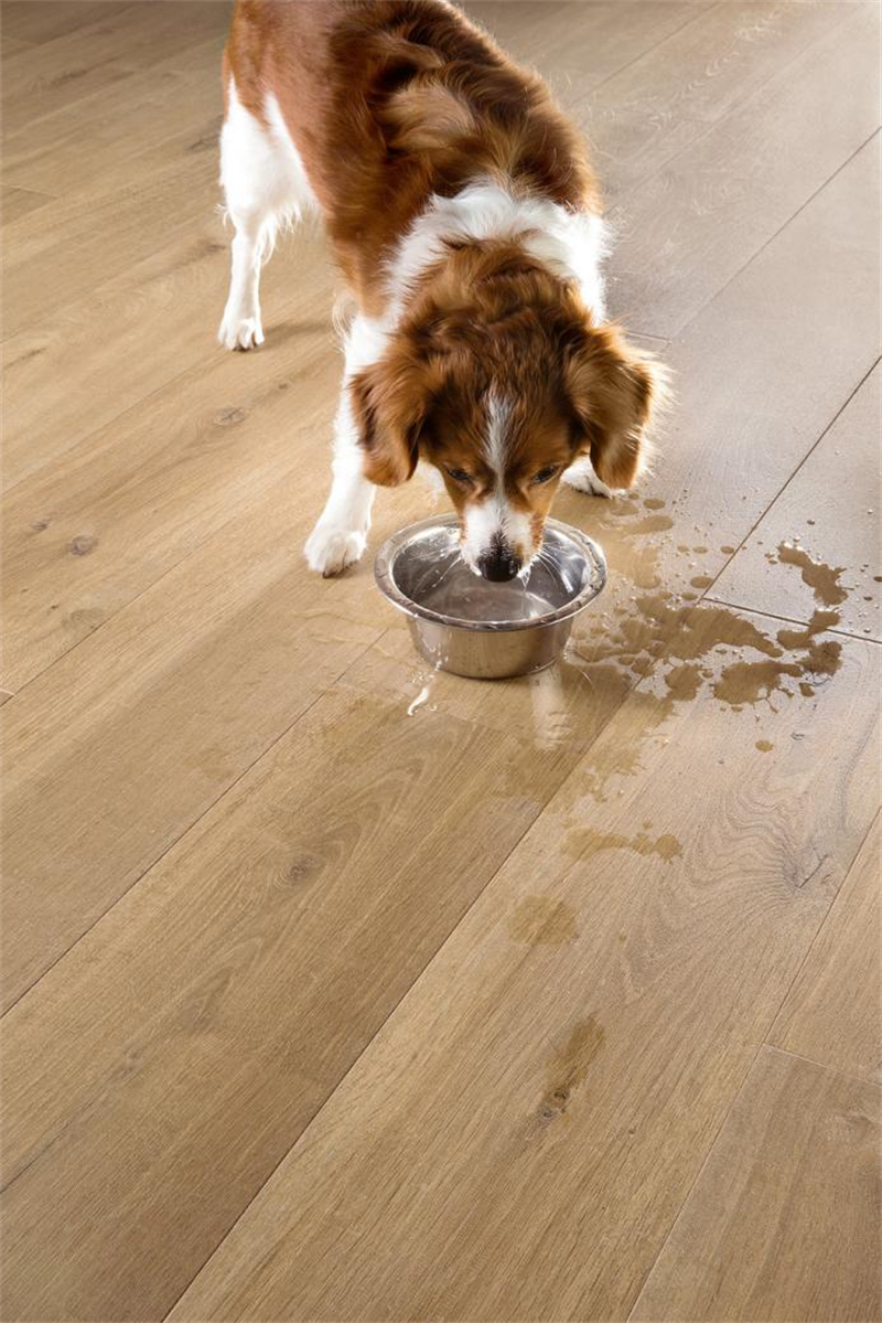 “寵物友好型”地板，得高Quick-Step無懼生活考驗(yàn) 圖片 4