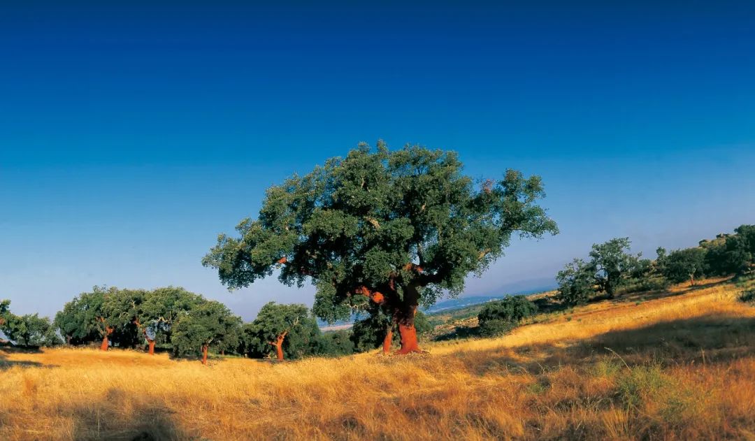 全國速凍為家穿秋褲，得高軟木為全家?guī)頊剀跋硎?image2