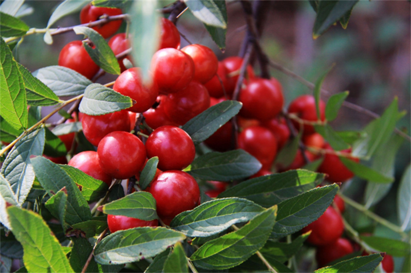 吃足三餐鈣卻只補(bǔ)一半？這些“鈣”念該補(bǔ)補(bǔ)了！ image4