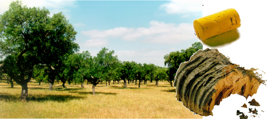 神奇植物在哪里，能上天、能入水的軟木！ 圖片16