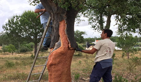 軟木走進(jìn)家居，生活體驗(yàn)全面升級(jí)
